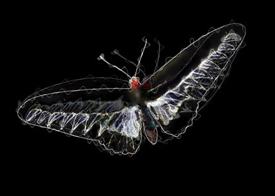 Black Butterfly by Alex Caminker
