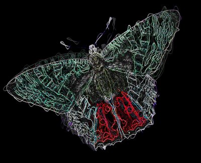 Butterfly V by Alex Caminker