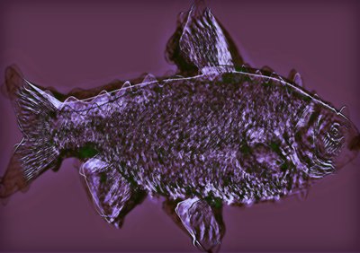 Fish by Alex Caminker