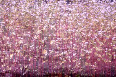Natural Carpet, 2019 by Alex Caminker