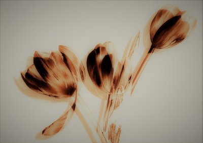 Tulips by Alex Caminker