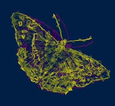 Yellow butterfly by Alex Caminker