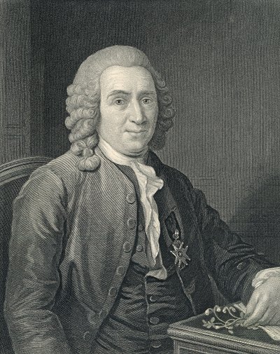 Portrait of Carolus Linnaeus by Alexander (after) Roslin