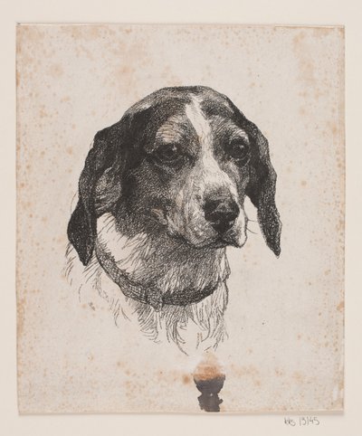 A Dog