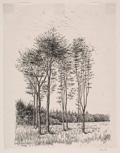 Sprouting Beeches by Alexander Blom