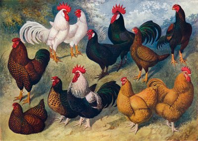 Breeds of Poultry, c1903-c1910 by Alexander Francis Lydon