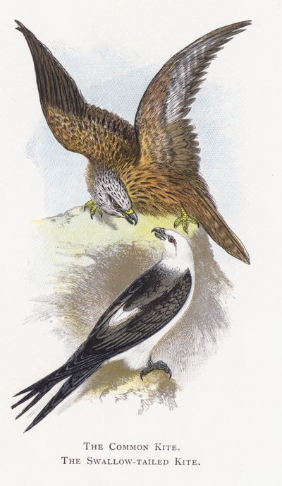 The Common Kite, The Swallow-tailed Kite by Alexander Francis Lydon