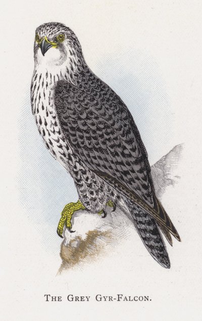 The Grey Gyr-Falcon by Alexander Francis Lydon