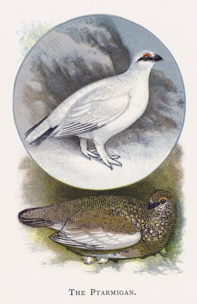 The Ptarmigan by Alexander Francis Lydon