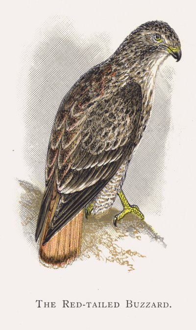 The Red-Tailed Buzzard by Alexander Francis Lydon