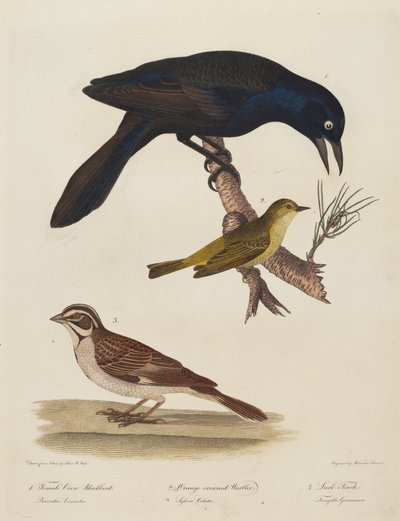 Female Crow Blackbird, Orange-Crowned Warbler, Lark Finch by Alexander Lawson