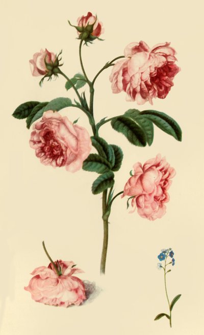Rosa Provincialis and Forget-Me-Not by Alexander Marshal
