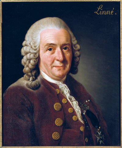 Portrait of Carl von Linne by Alexander Roslin