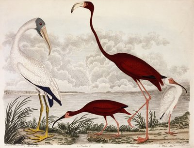 Wood Ibis, Scarlet Flamingo, White Ibis by Alexander Wilson