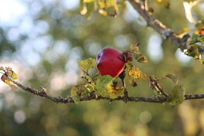 The Apple Tree by Alexandra Joseph