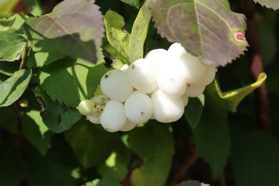 Snowberry by Alexandra Joseph