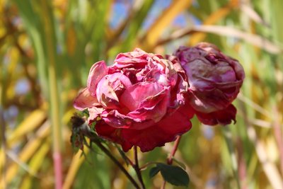 Withered Roses in Late Summer by Alexandra Joseph