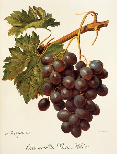 Abbes grape by Alexis Kreyder
