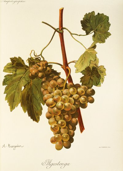Agostenga Grape by Alexis Kreyder