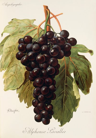 Alphonse Lavallee grape by Alexis Kreyder