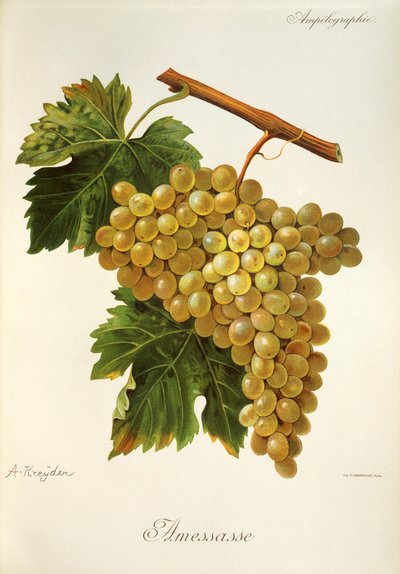 Amessasse grape by Alexis Kreyder