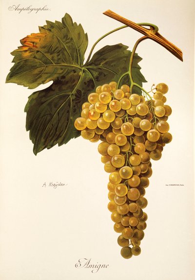 Amigne grape by Alexis Kreyder