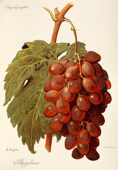 Angelino grape by Alexis Kreyder