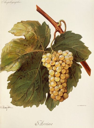 Arvine grape by Alexis Kreyder