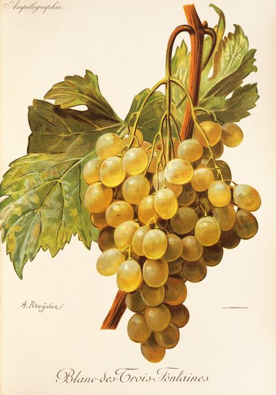Blanc-des-Trois-Fontaines grape by Alexis Kreyder