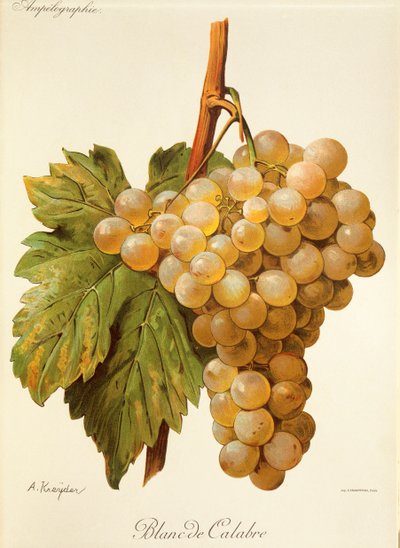 Blanc de Calabre grape by Alexis Kreyder