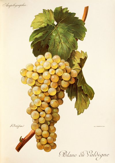 Blanc du Valdigne grape by Alexis Kreyder