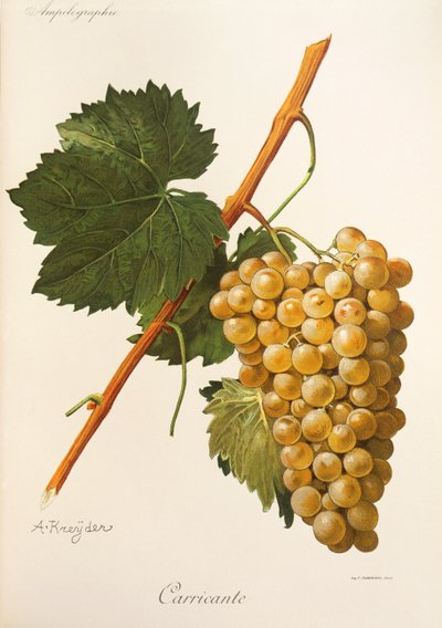 Carricante grape by Alexis Kreyder