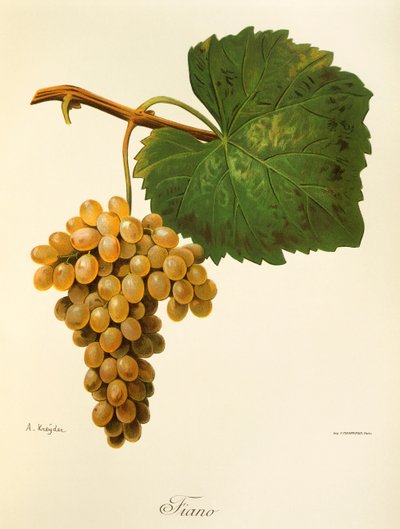 Catarratto Grape by Alexis Kreyder