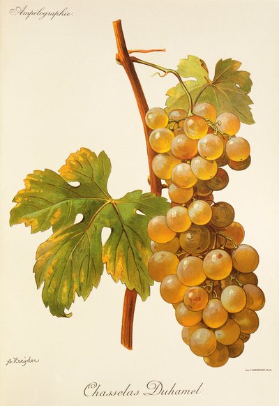 Chasselas Duhamel grape by Alexis Kreyder