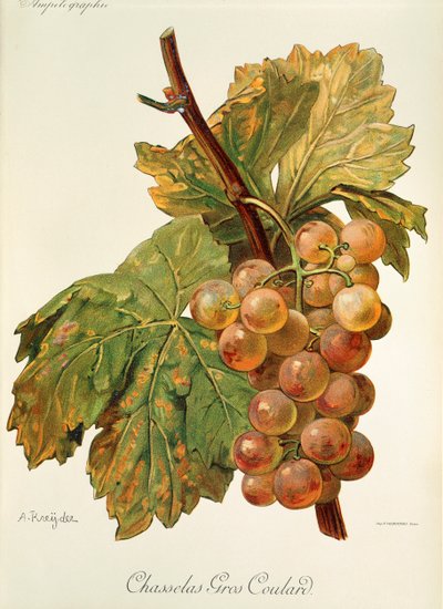 Chasselas Gros Coulard Grape by Alexis Kreyder