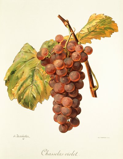 Chasselas Violet grape by Alexis Kreyder