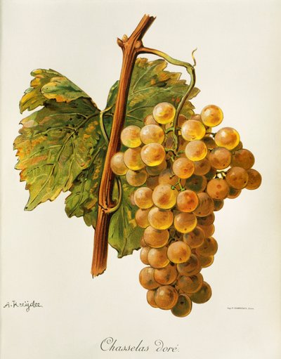 Chasselas Dore Grape by Alexis Kreyder