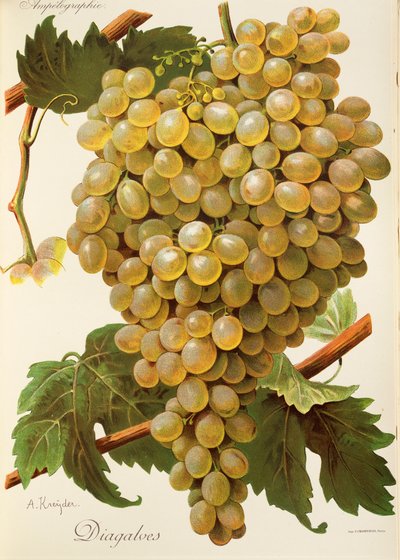 Diagalves Grape by Alexis Kreyder