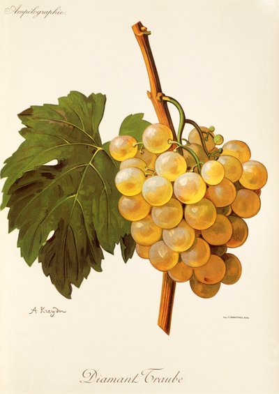 Diamant Traube grape by Alexis Kreyder