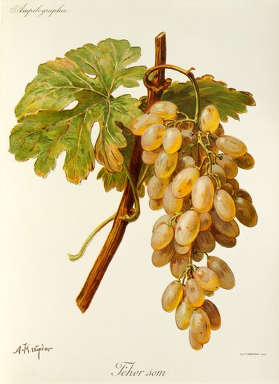 Feher Som grape by Alexis Kreyder