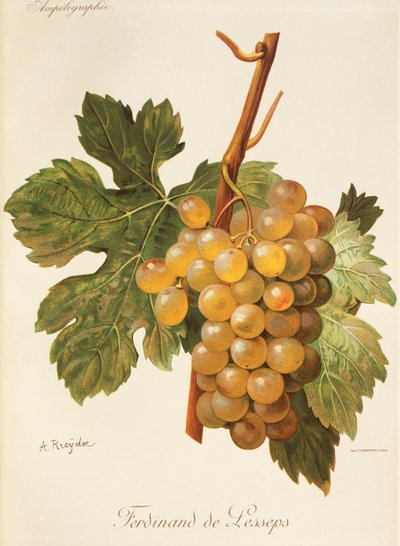 Ferdinand de Lesseps grape by Alexis Kreyder
