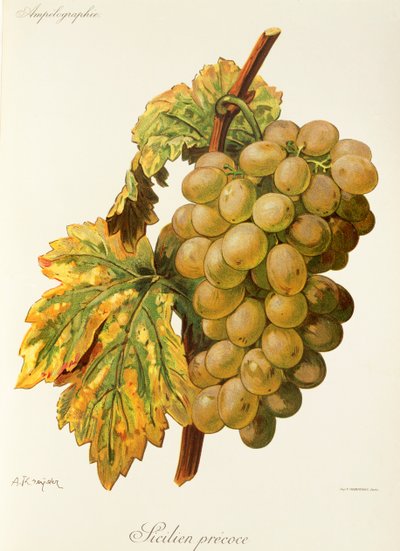 Frankenthal Grape by Alexis Kreyder