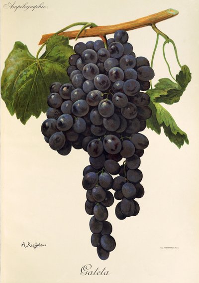 Gateta grape by Alexis Kreyder