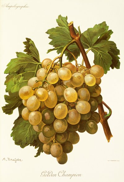 Golden Champion Grape by Alexis Kreyder