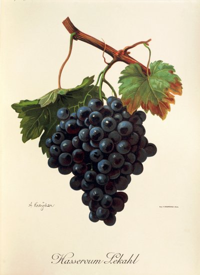 Hasseroum Lekahl grape by Alexis Kreyder