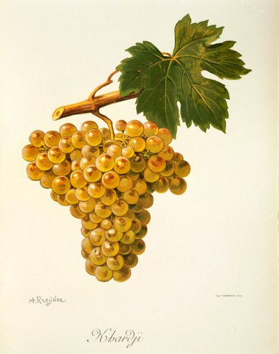 Khardji Grape by Alexis Kreyder