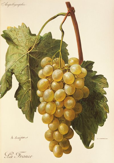 La France grape by Alexis Kreyder