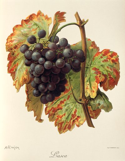 Lasca grape by Alexis Kreyder