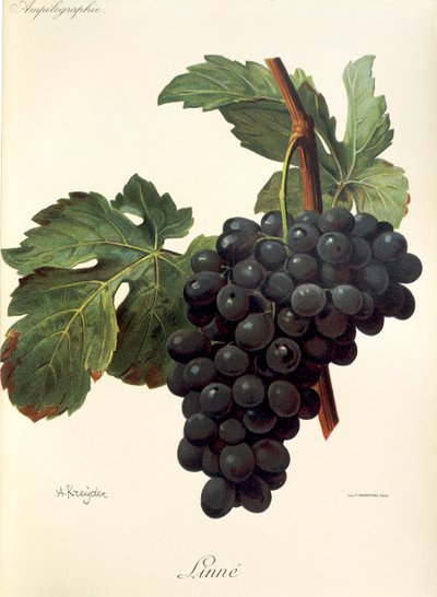 Linne grape by Alexis Kreyder