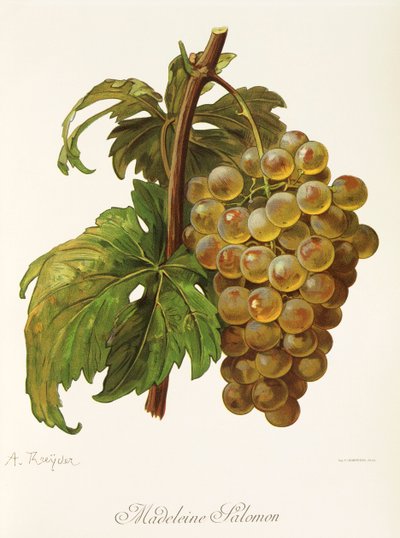 Madeleine Salomon Grape by Alexis Kreyder